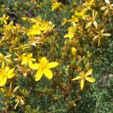 St John's wort flowers