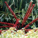 Umbrella tree flowers close-up