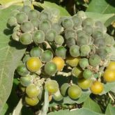 Wild tobacco weed fruit