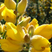 Thumbnail of Gorse