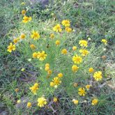 Bitter weed flowers