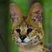 Thumbnail of African serval