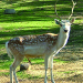 Thumbnail of Feral fallow deer