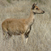 Thumbnail of Feral rusa deer