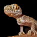 Thumbnail of Asian house gecko