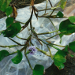 Thumbnail of Anchored water hyacinth
