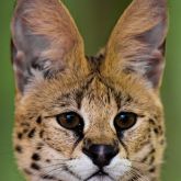 African serval close-up