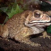 Asian black spined toad