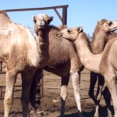 Camels