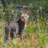 Feral cat in bushland