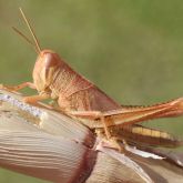 Tan spur-throated locust nymph