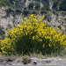 Thumbnail of Flax leaf, Montpellier and Scotch brooms