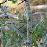 Honey locust stem and spikes