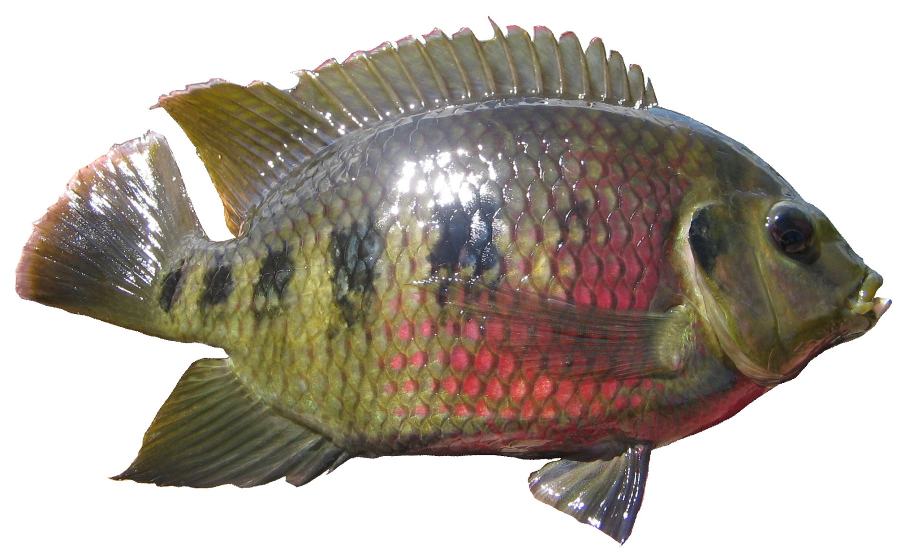 Tilapia | Business Queensland