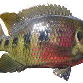 Spotted tilapia: restricted noxious fish