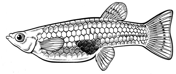 Female gambusia or mosquitofish illustration