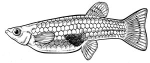 Female gambusia or mosquitofish illustration