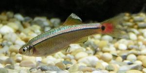 Photo of a White cloud minnow © GNU Free Documentation Creative Commons