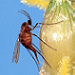 Female sorghum midge  