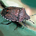 Thumbnail of Brown shield bug