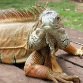 Green iguana close up