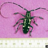 Close up of longhorned beetle. Small black insect with yellow/white spots and long horn-shape antennas