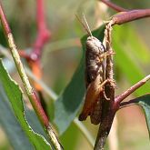 Brown grasshopper