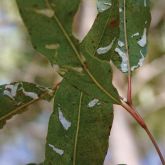 Feather-shaped lerps of spotted gum psyllid (<em>Eucalyptolyma maideni</em>) on spotted gum (<em>Corymbia citriodora</em> subsp. <em>variegata</em>)