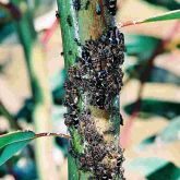 Stem showing large number of gumtree hopper nymphs and adults