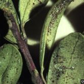 Evidence of southern red mites and damage on leaves