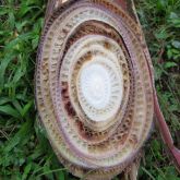 Internal symptom of Panama TR4: reddish brown discolouration of the pseudostem.  Note: If you think the plant is infected with Panama TR4, do not cut it to inspect for internal discolouration.