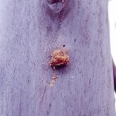 Light brown rounded attachment to pale grey tree trunk