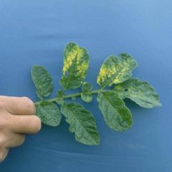 Yellow patches on leaves