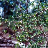 African boxthorn leaves