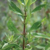 Hygrophila stem, leaves and flowers