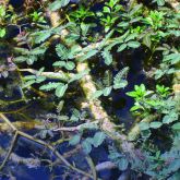 Water mimosa plant form