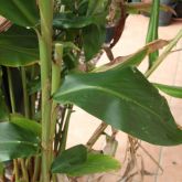 Yellow ginger leaves