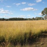 Giant rat's tail grass infestation