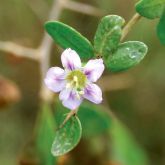 African boxthorn flower