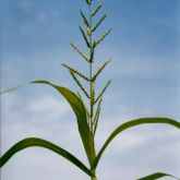 Aleman grass plant and seed head