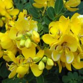 Easter cassia flowers close-up