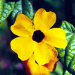 Thumbnail of Black-eyed Susan