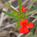 Thumbnail of Red witchweed
