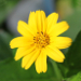 Thumbnail of Singapore daisy