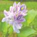 Thumbnail of Water hyacinth