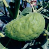 Calotrope fruit