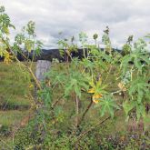 Castor oil plant