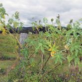 Castor oil plant