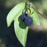 Corky passionflower leaf and fruit