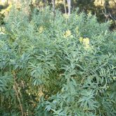 Green cestrum plant form